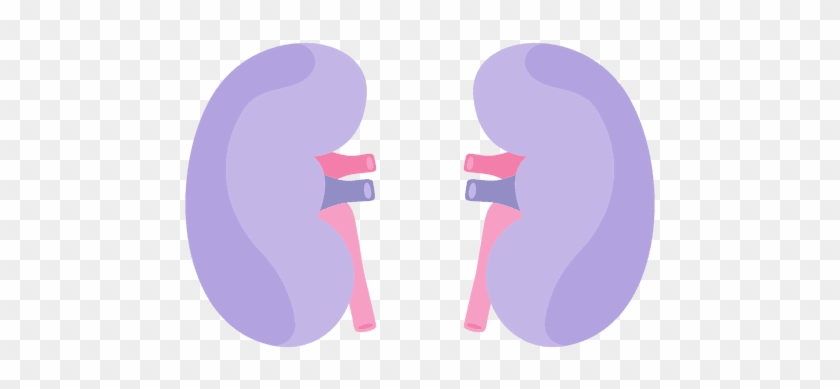 Kidney Human Organ Transparent Png - Iconos De Riñones Png #887875