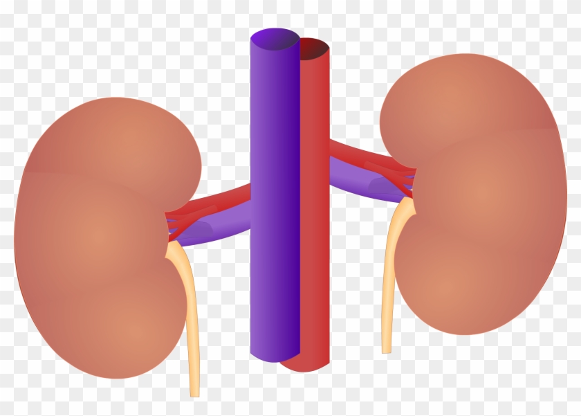 Renal External Anatomy - Hilum Of The Kidney #887880