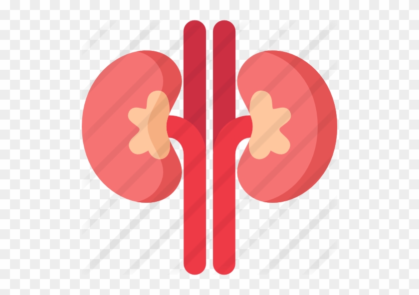 Kidney - Kidney #887887