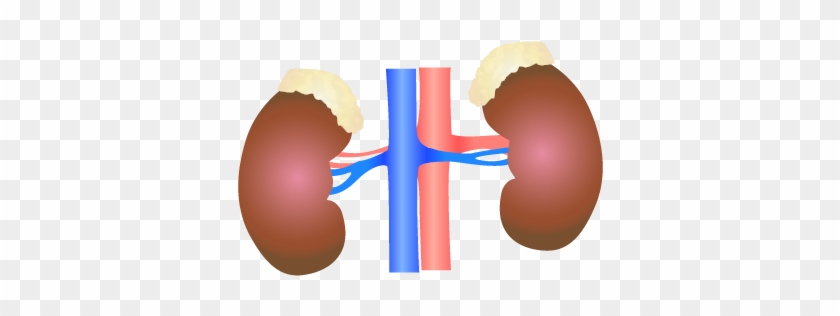 201405 Kidney - Polycystic Kidney Disease #887895