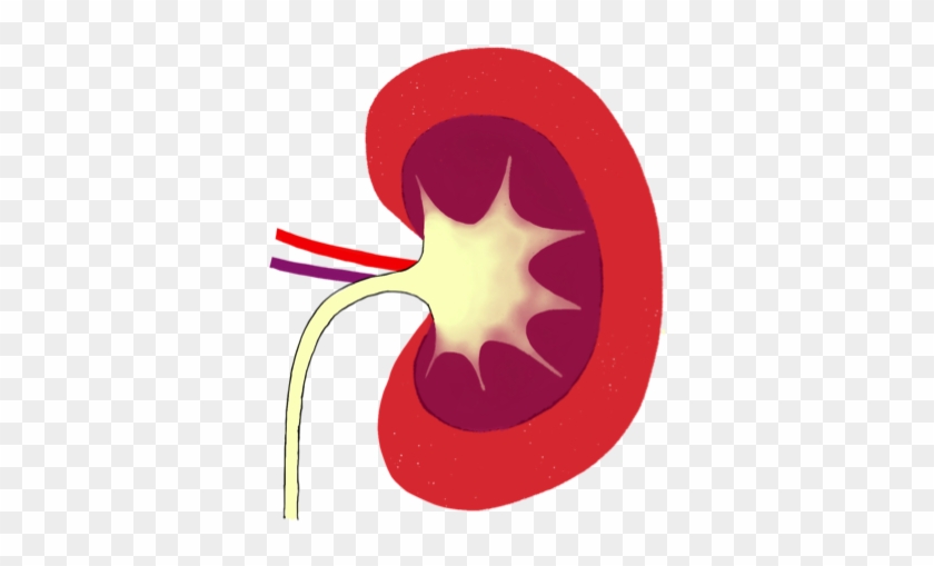 Kidneys And The Nephron • Science Sauce Online - Circle #887909