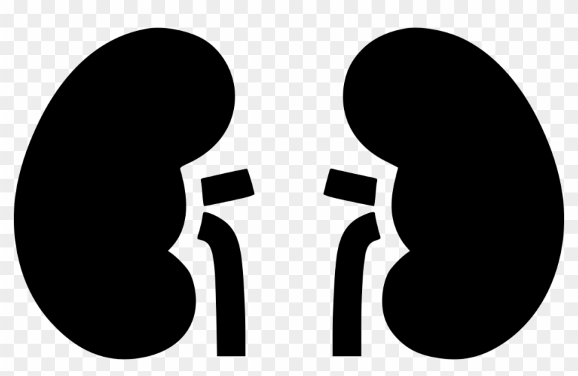 Kidneys Comments - Kidneys Comments #887916