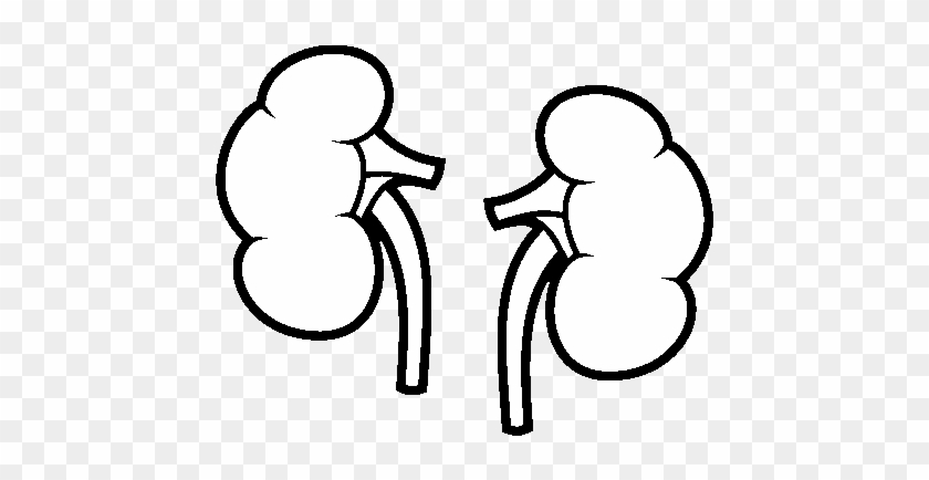 Image Gallery Kidney Coloring Page Kidney Clipart Black - Kidney #887942