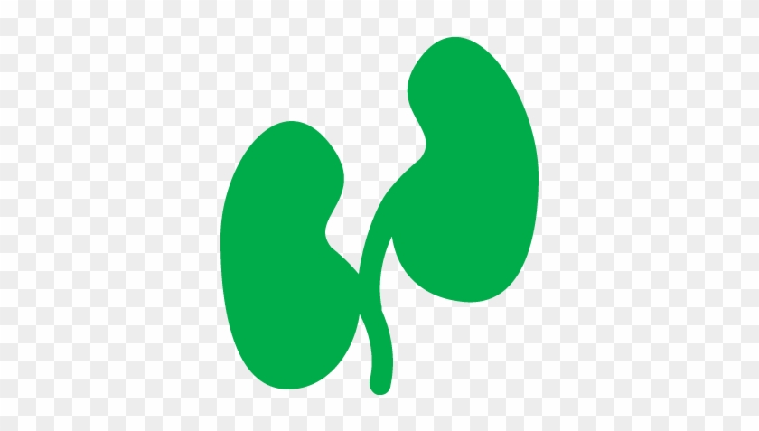 Kidney Icon - Kidney Icon #887944