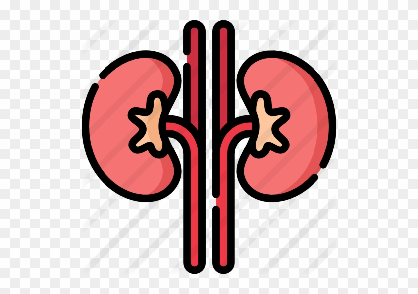 Kidney - Excretory System #887949