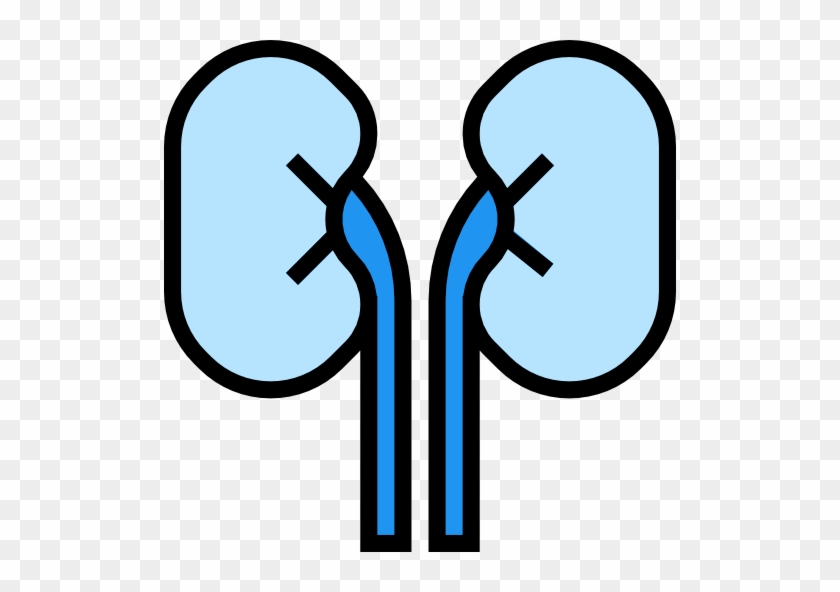 Kidneys Free Icon - Medicine #888001