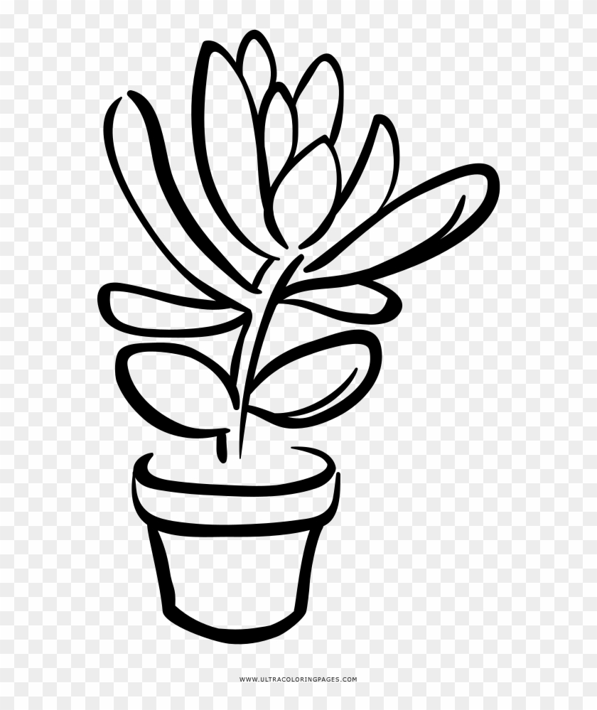 Succulent Coloring Page - Clip Art Succulent Black And White #888028