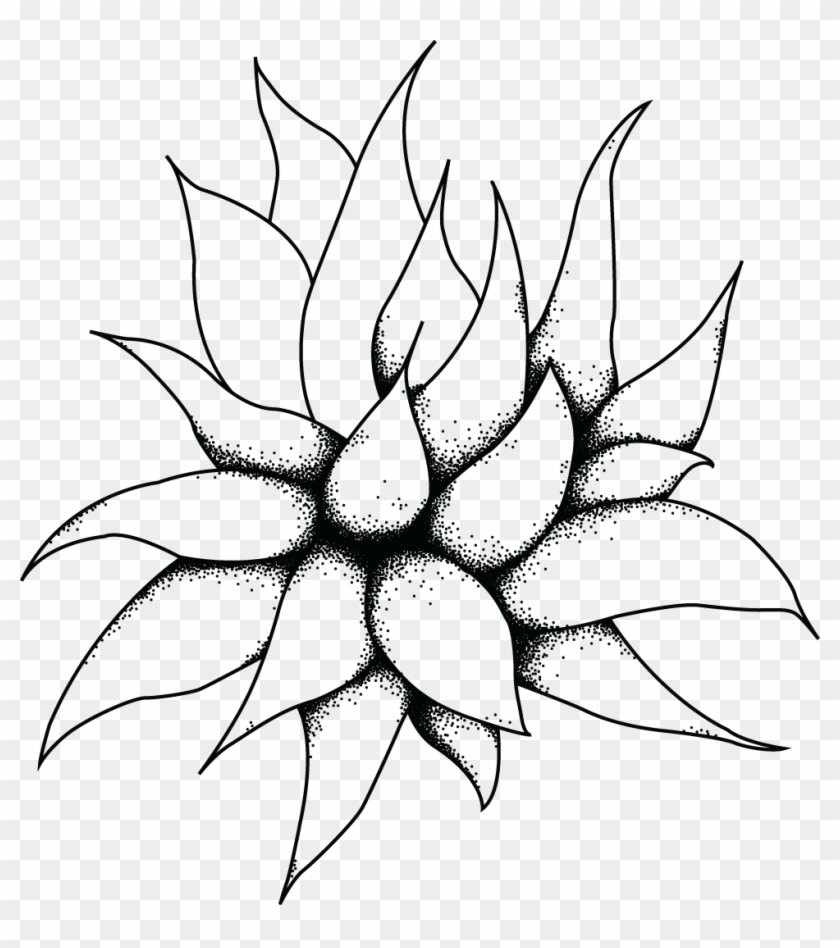 Sharp Point Succulents Logo Design On Behance - Succulent Drawing Png #888054