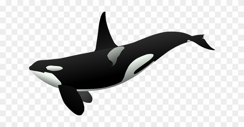 229 Free Images Of Killer - Orca Clipart #888223