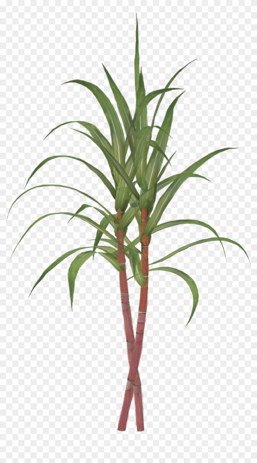 Sugarcane Tillandsia Bulbosa Clip Art - Sugar Cane Png #888718