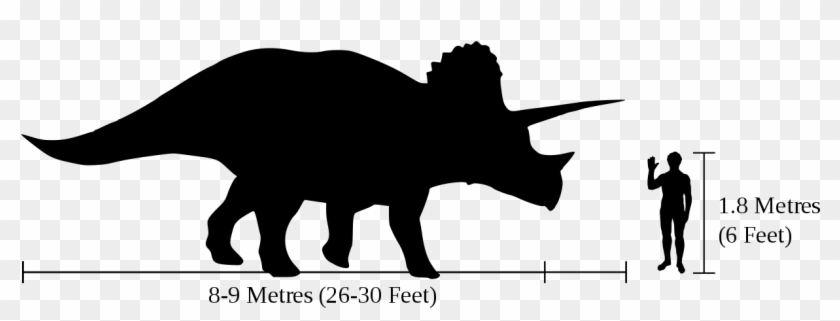 Human-triceratops Size Comparison - Big Is A Triceratops #888784
