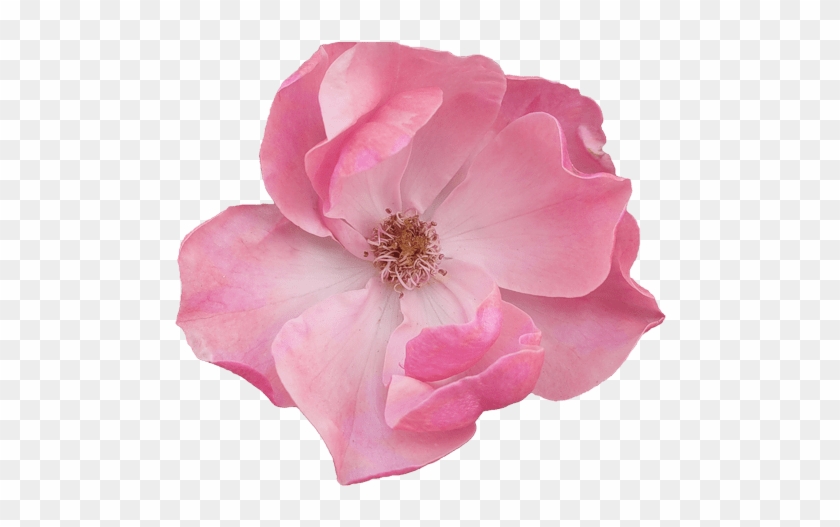 Pink Flowers Transparent #889162