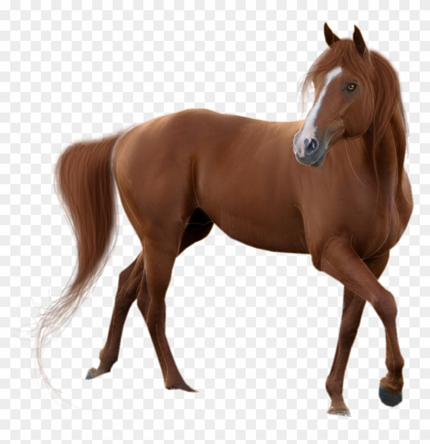 American Quarter Horse Mustang Clip Art - Horse Transparent #889326