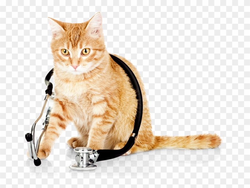 Cat Kitten Dog Veterinarian Veterinary Medicine - Cat At The Vets #889831