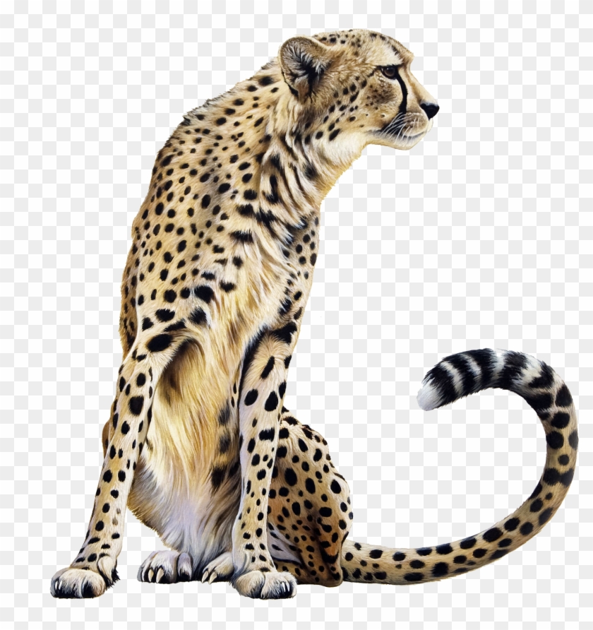 Cheetah Clipart Free Images - Cheetah Png #890920