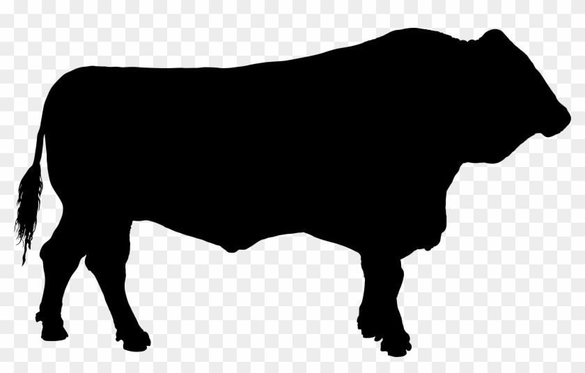 Premium Angus & Simangus Cattle - Premium Angus & Simangus Cattle #891492
