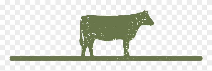 Bred Heifers - Dairy Cow #891515