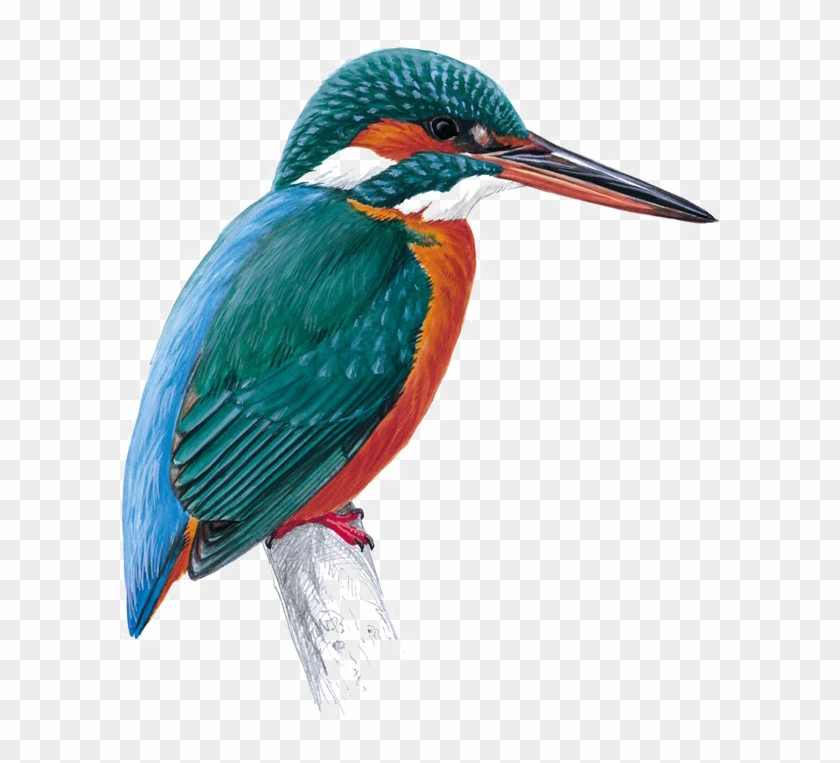 Kingfisher Png Free Download - Kingfisher Totem #891838