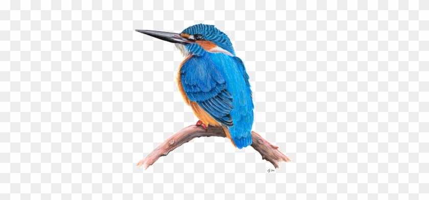 Kingfisher Png Transparent Hd Photo - Portable Network Graphics #891842