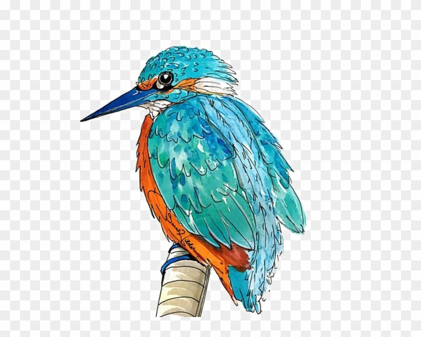 Kingfisher Png Transparent Picture - Portable Network Graphics #891849