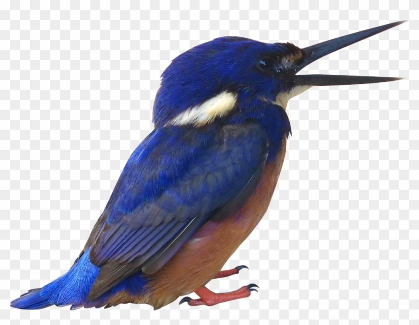 Blue Kingfisher - Common Kingfisher #891854