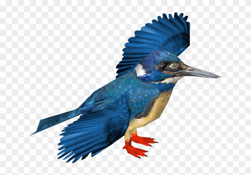 Half-collared Kingfisher - Belted Kingfisher #891856