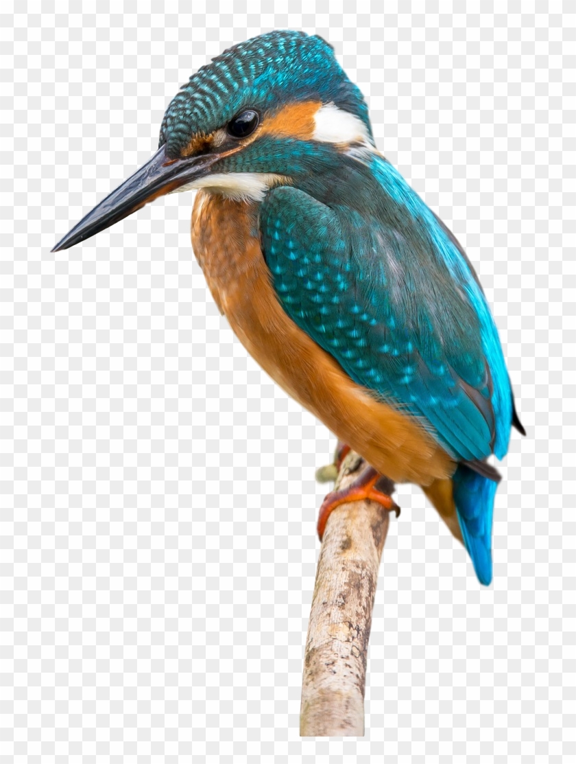 Bird Kingfisher Beak Clip Art - Clip Art #891857