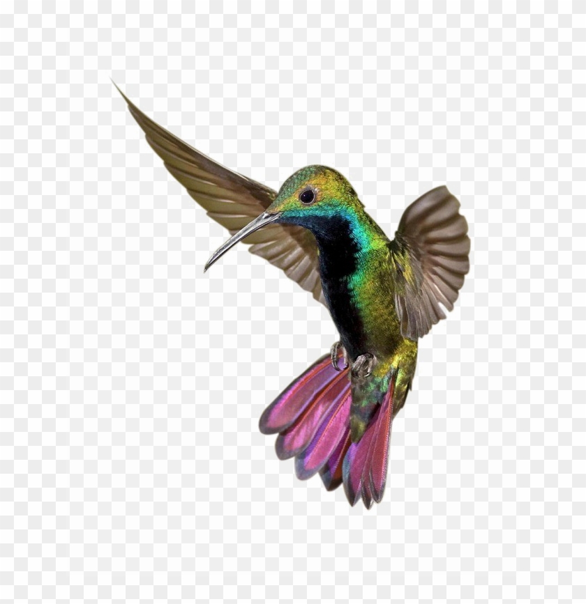 Kingfisher Png Clipart - Poster: Hemmings' Colorful Humming Bird, 24x18in. #891868