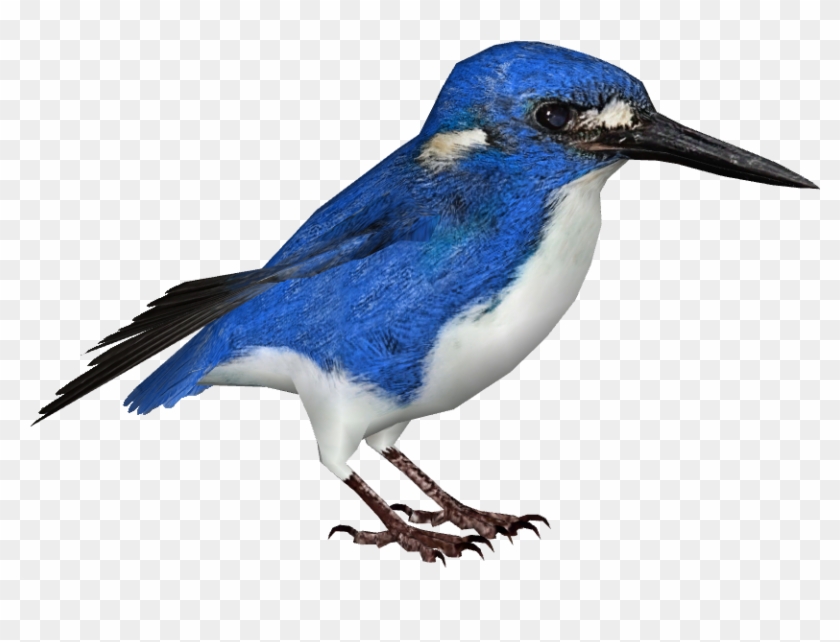 Little Kingfisher - Little Kingfisher #891871