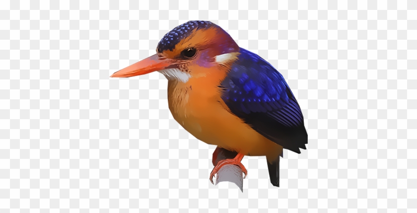 African Pygmy-kingfisher - Coraciiformes #891890