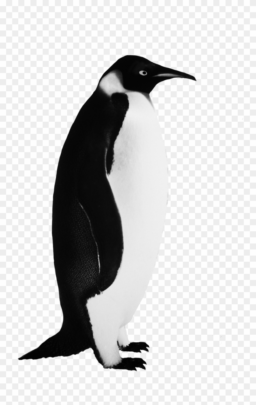 Funny Penguin Clip Art Emperor Penguin Clipart - Realistic Penguin Clip Art #891916