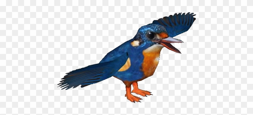 Indigobandedkingfisher - Eastern Bluebird #891925