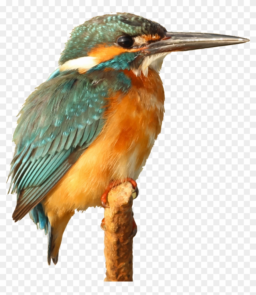 This Free Icons Png Design Of Kingfisher Bird - Orange Bird Pillow Case #891931