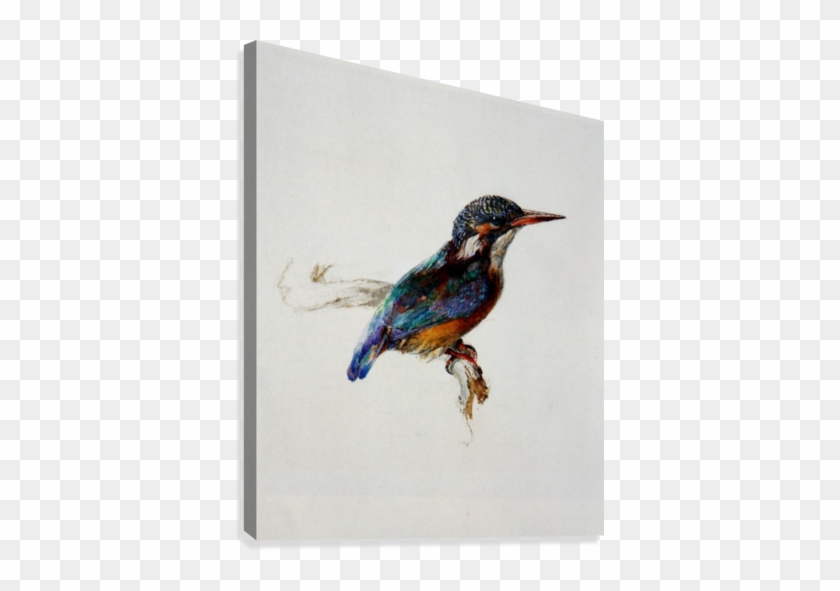 Kingfisher Ruskin Canvas Print - Ruskin's Drawings [book] #891933