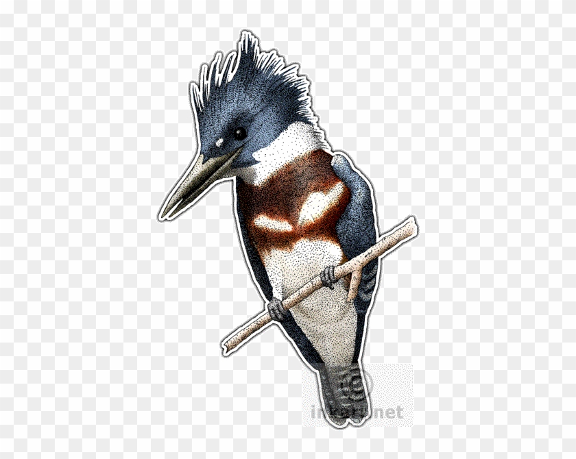 Belted Kingfisher Art Decal - Belted Kingfisher Sticker (rectangle) #891982