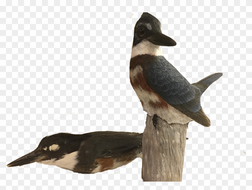 Carved Version Of A Female Blue-winged Teal Held By - Belted Kingfisher #891988