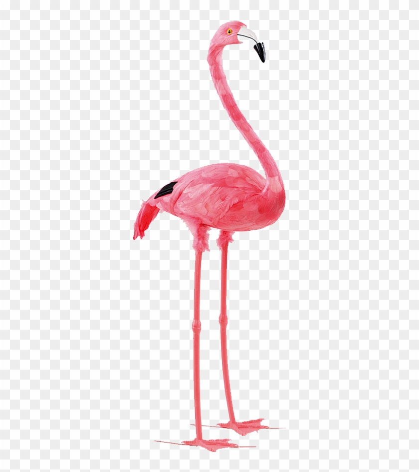 Bird Paper Flamingo Feather Pink - Flamingo Render Transparent Background #892062