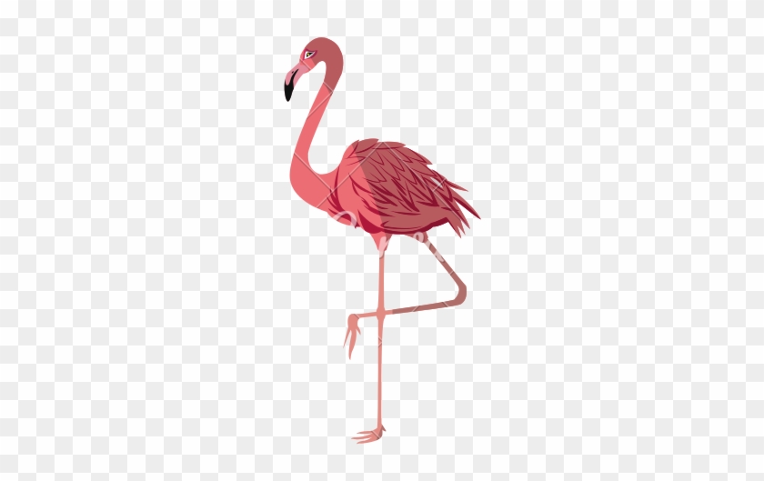 Pink Flamingo Vector - Flamingo Vector #892067