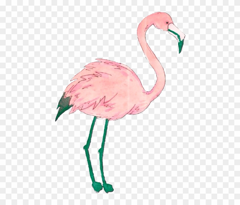 Flamingo - Flamingo Transparent #892069