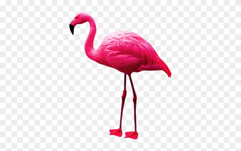 Flamingo Png #892075