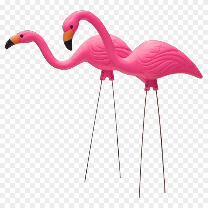 Pink Flamingo Yes - Pink Flamingo Yes #892087