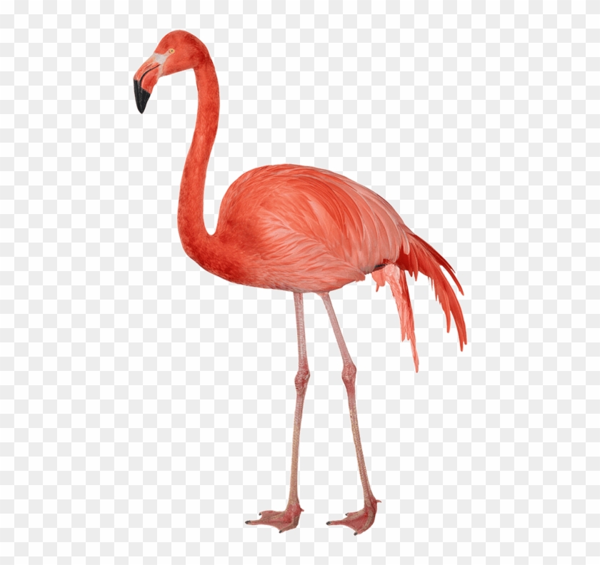 Free Png Flamingo Png Images Transparent - Flamingo Png #892093