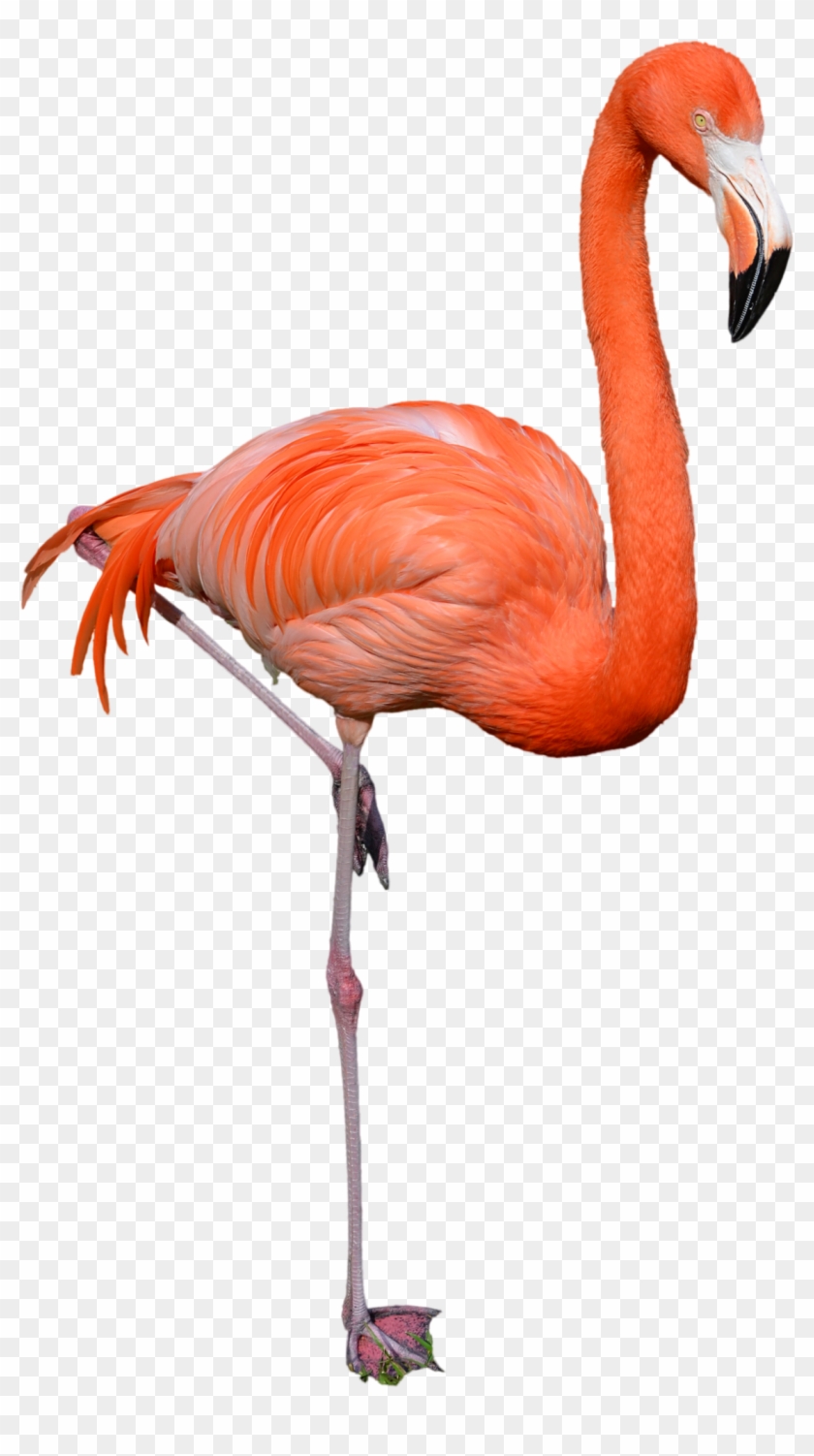 Flamingo Png - Flamingo Png #892095