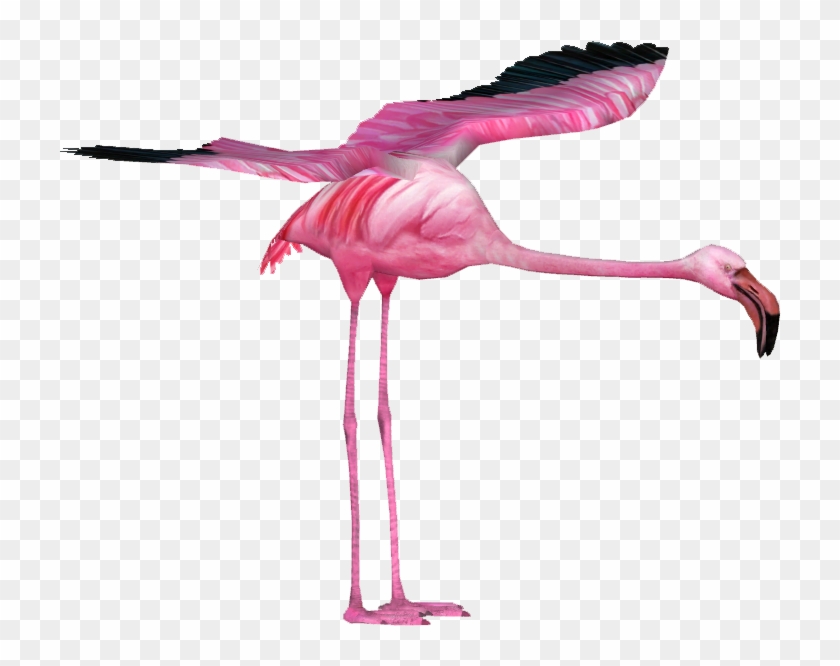 Giant Flamingo - Wiki #892106