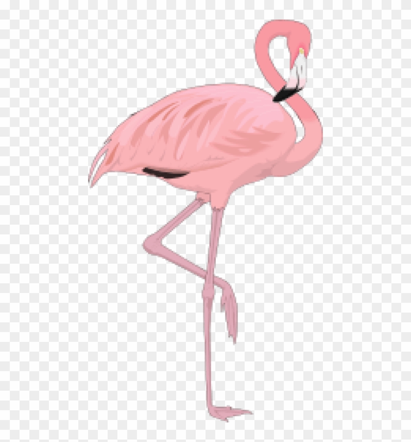 Free Png Flamingo Png Images Transparent - Beautiful Flamingo Throw Blanket #892121