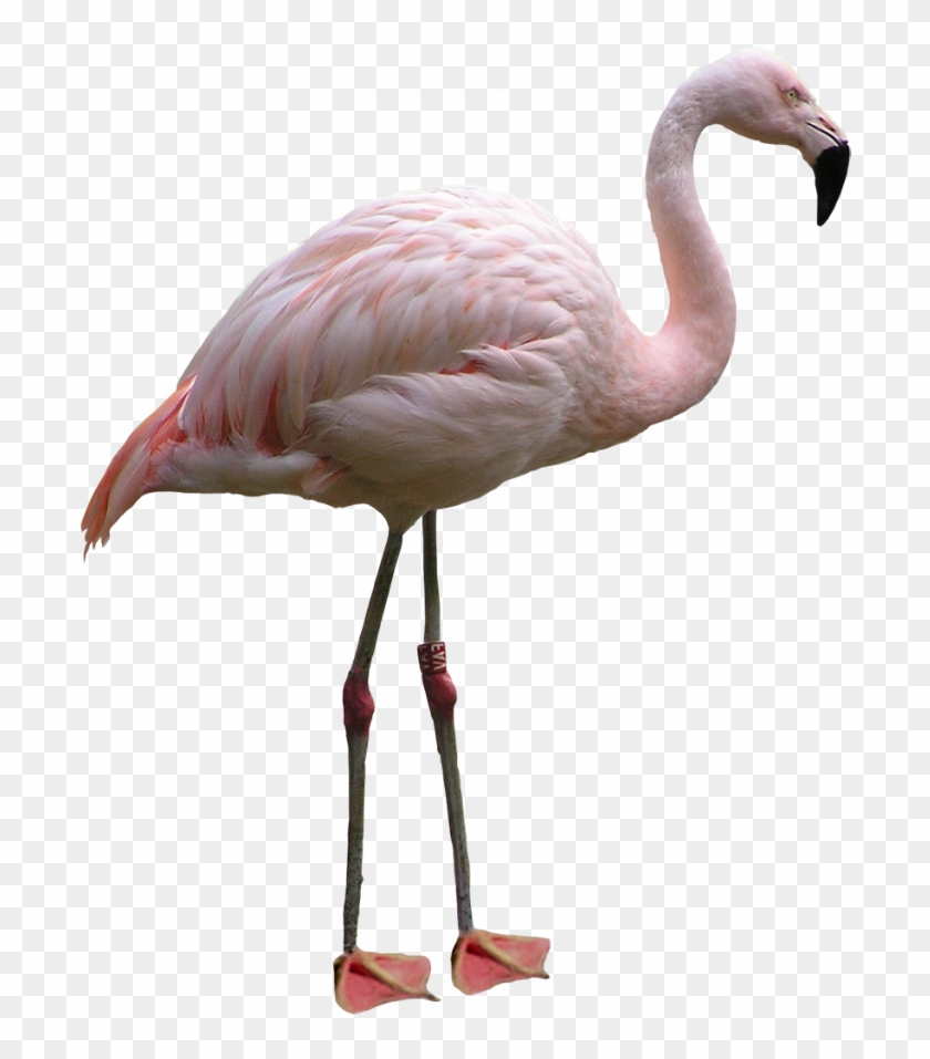 Flamingo Png Images - Flamingo In White Background #892135