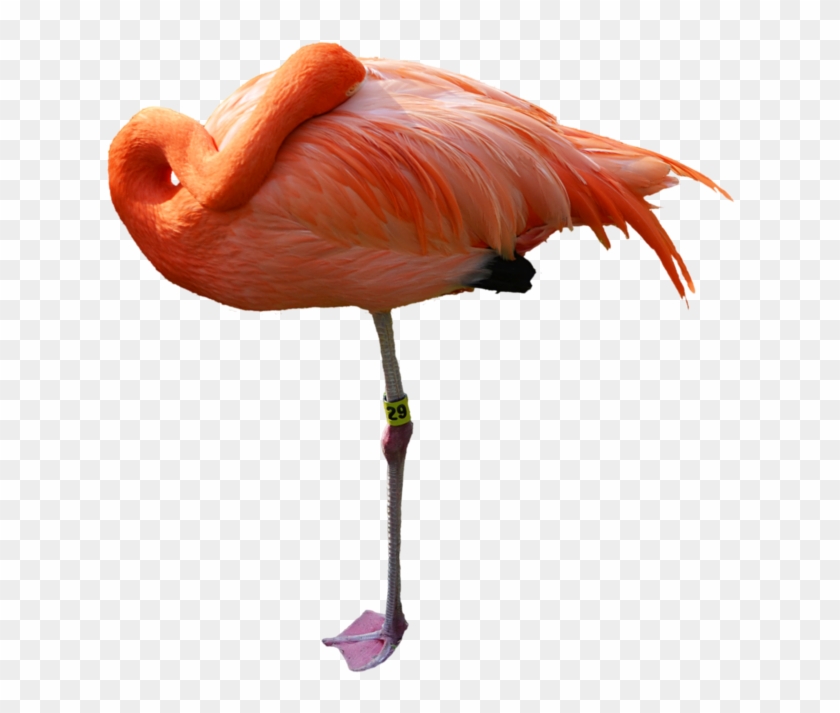 Sleeping Pink Flamingo Stock Photo 0405 Png By Annamae22 - Sleeping Flamingo Png #892139