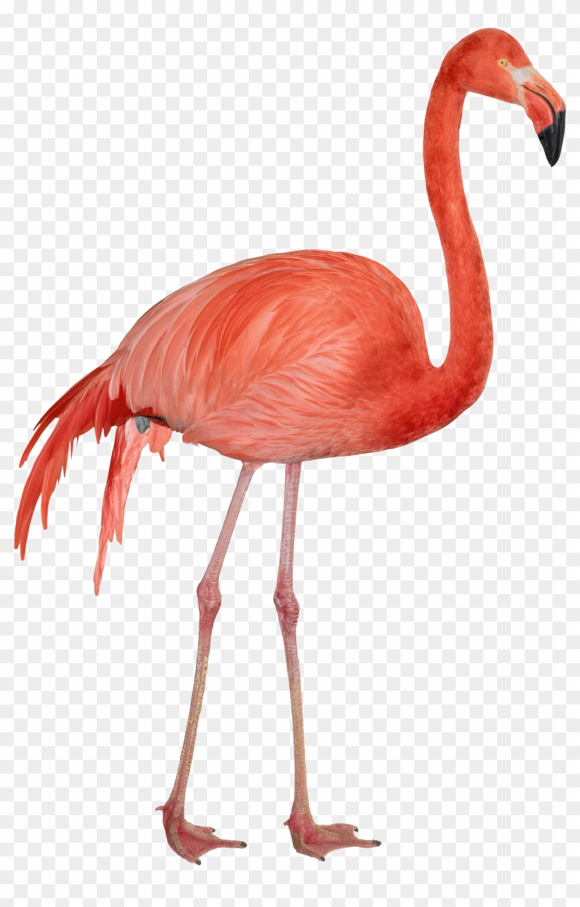 Free Png Flamingo Png Images Transparent - Flamingo Png #892142