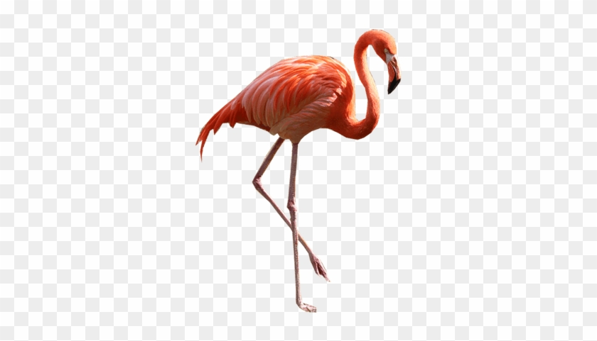 Flamingo Standing Right - Flamingo Png #892143