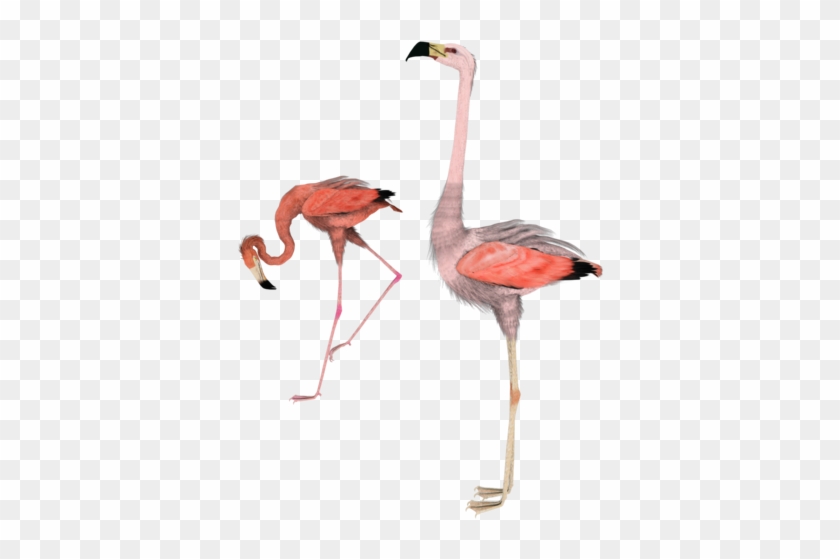 Side Flamingo 3d Stock Pngs By Madetobeunique - Flamingo Side #892160